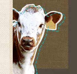 Become a real Farmer on the Wimpole Estate
